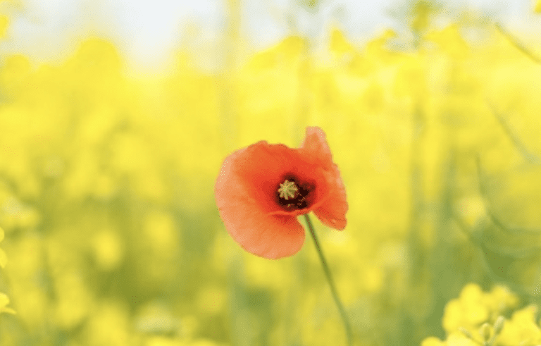 Virtue of the Week – Independence